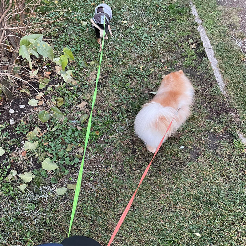 WuffWear DuoLine – Refleks Hundesnor med Lys & Dobbelt Træk 🐾💡