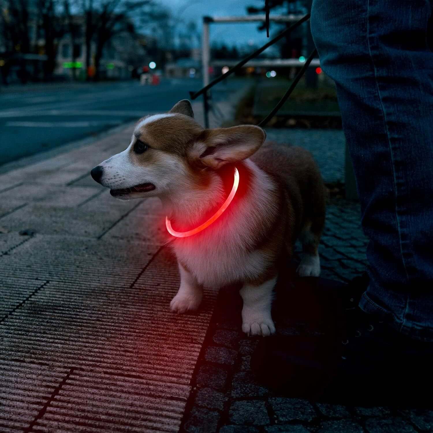 Hund med LED Halsbånd - Genopladeligt og Lysende til Hunde, gående på aftentur med lysende halsbånd, synlig i mørket.