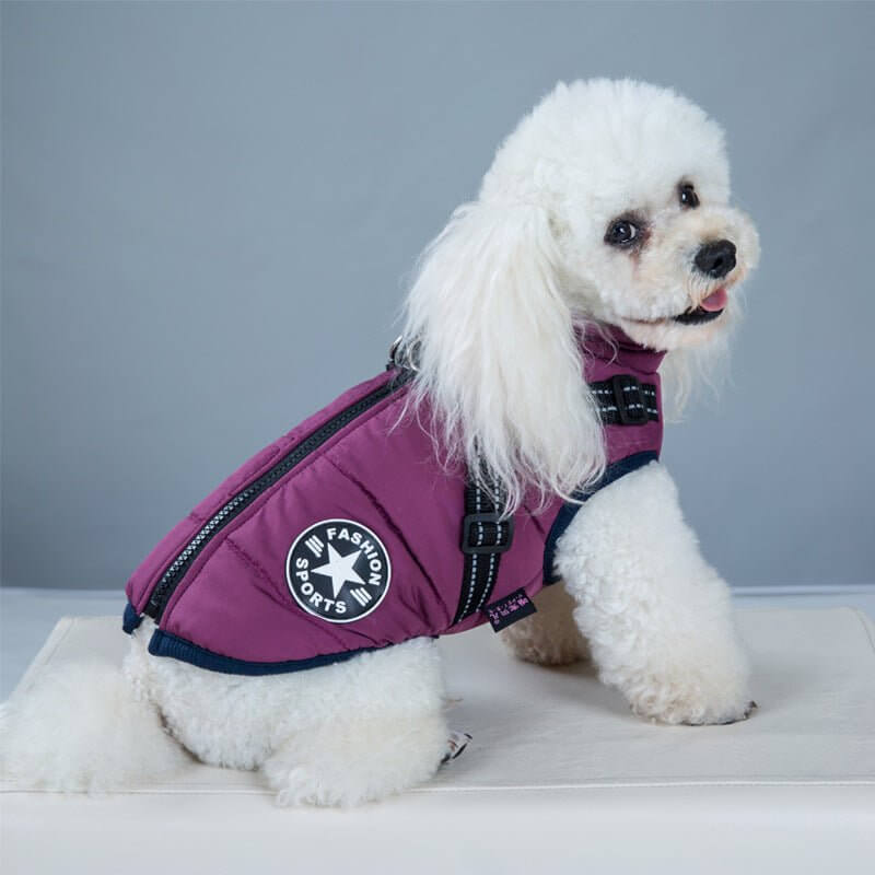 Hvid hund iført WuffWear - Regnfrakke med Sele - Vind & Vandafvisende, vandtæt og vindtæt til regnfulde dage.