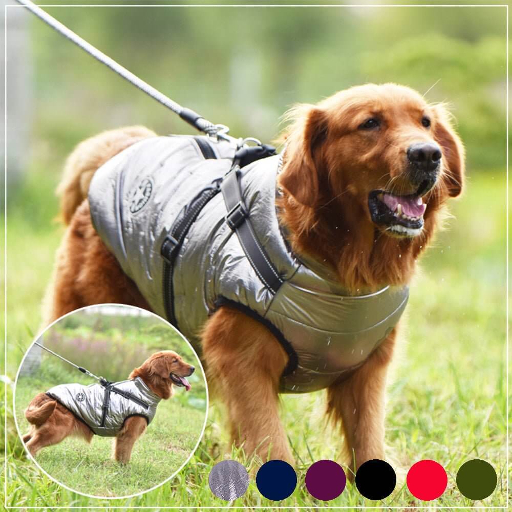 Golden retriever wearing WuffWear - Regnfrakke med Sele - Vind & Vandafvisende in nature, sporting a stylish waterproof and windproof jacket.