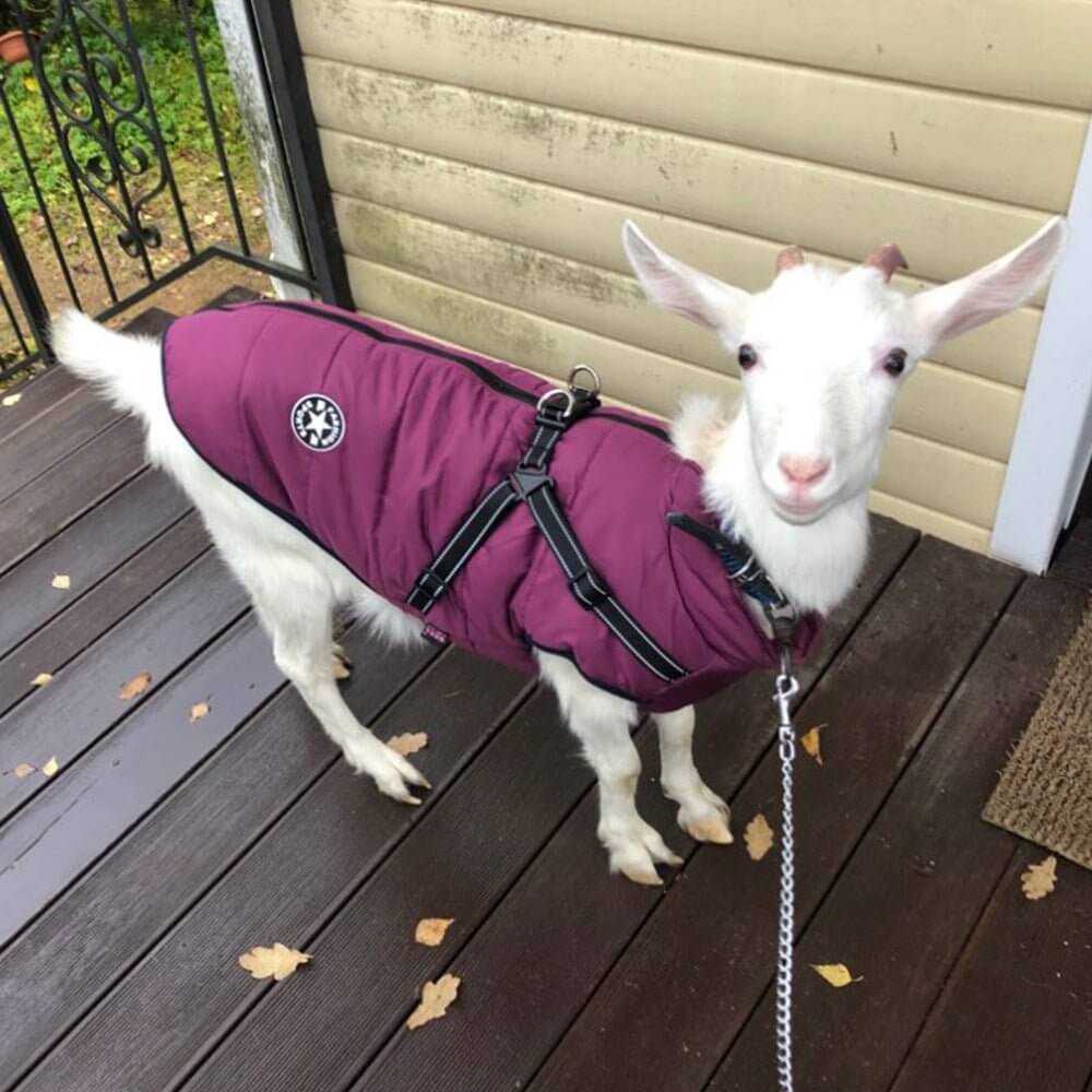 WuffWear - Regnfrakke med Sele - Vind & Vandafvisende på en hvid ged i lilla frakke på terrasse