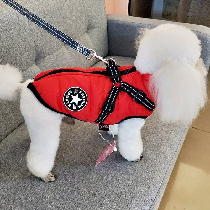 Poodle wearing WuffWear - Regnfrakke med Sele - Vind & Vandafvisende, red waterproof and windproof jacket with leash on sofa.